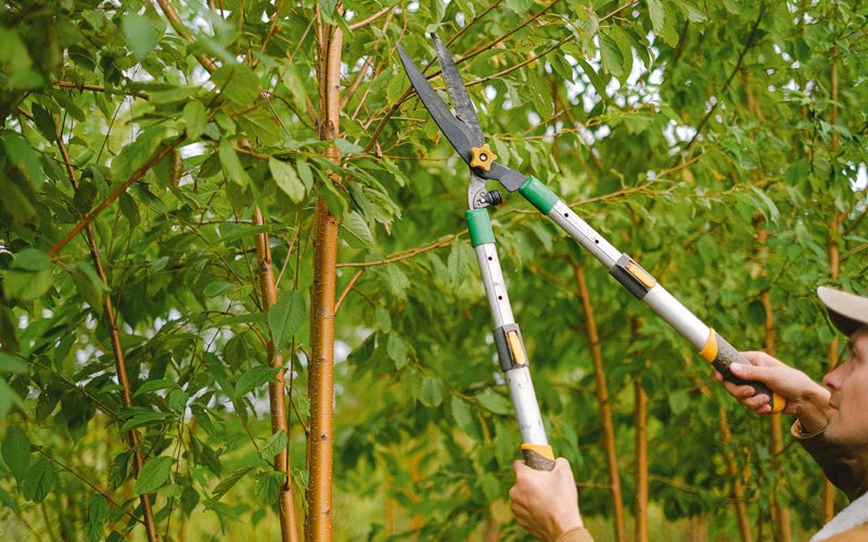 Tree trimming in Roy, WA