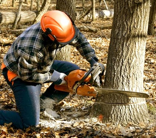Tree Removal in Roy, WA